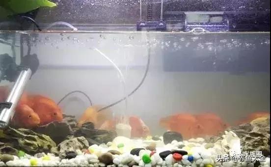 鱼缸痢特灵水黄怎么办,鱼缸水黄怎么解决视频