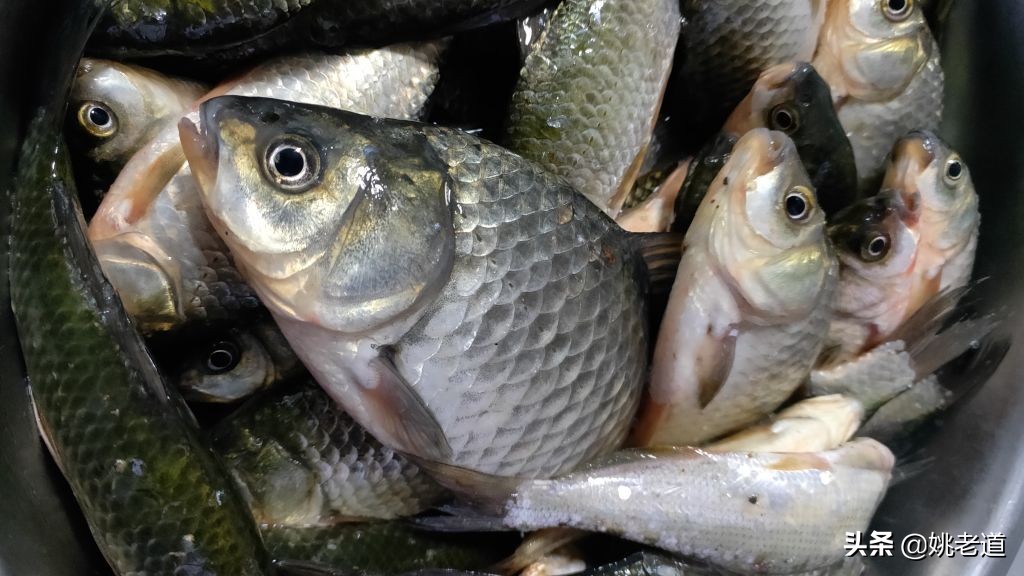 用蚯蚓钓了一辈子鱼,老人感叹:现在钓鱼技术太先进了,难怪禁钓
