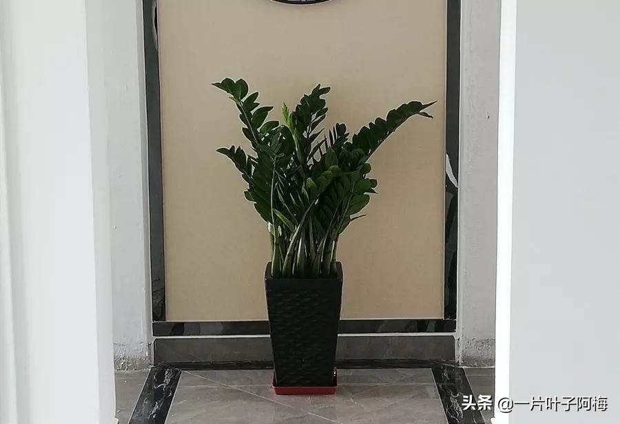 5个植物最招财,能开花又好养的植物又有寓意