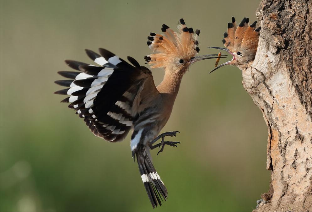 东江揽胜,惠州淡水常见鸟类图谱