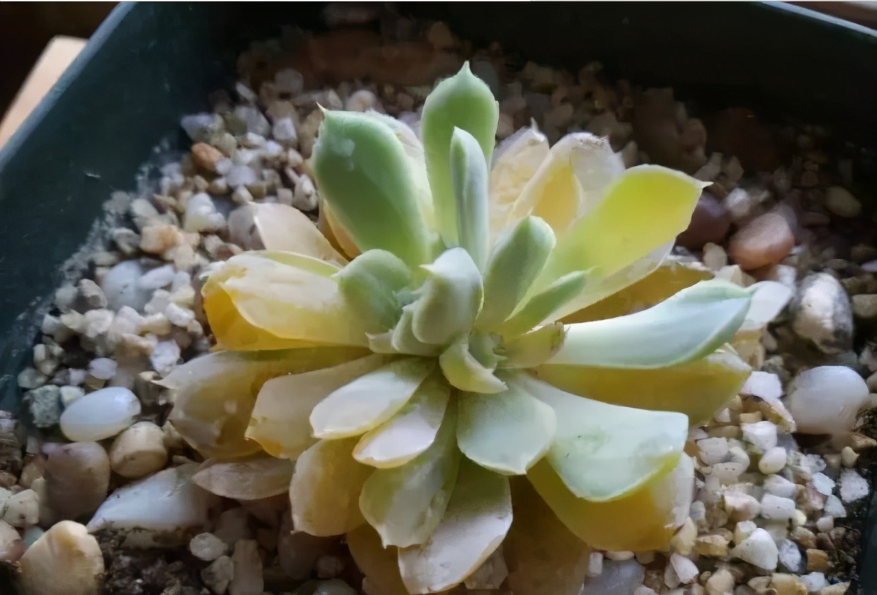 多肉植物有什么症状和注意事项,多肉植物的几种常见病