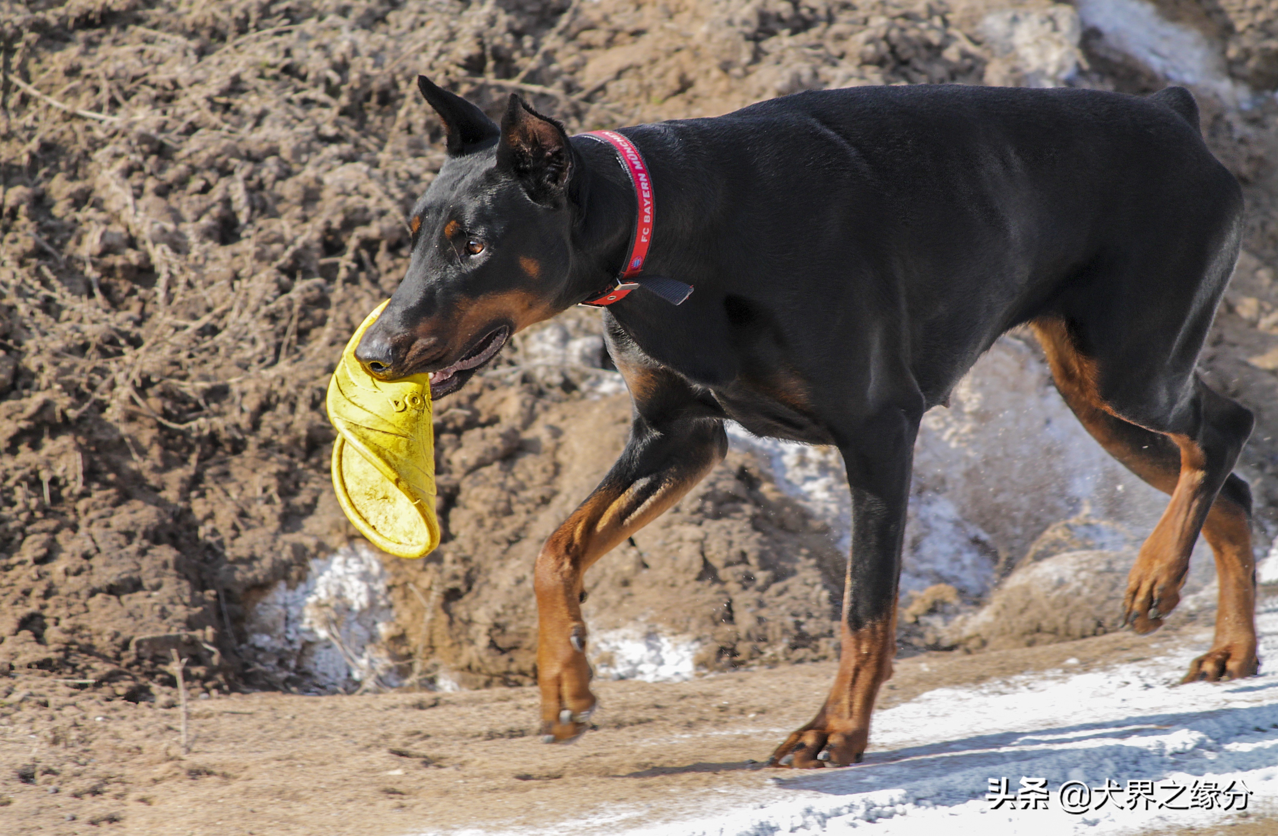 杜宾犬要注意什么事项,养杜宾犬注意什么