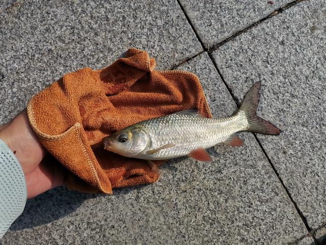 冬天筏竿钓土鲮,筏竿钓大土鲮