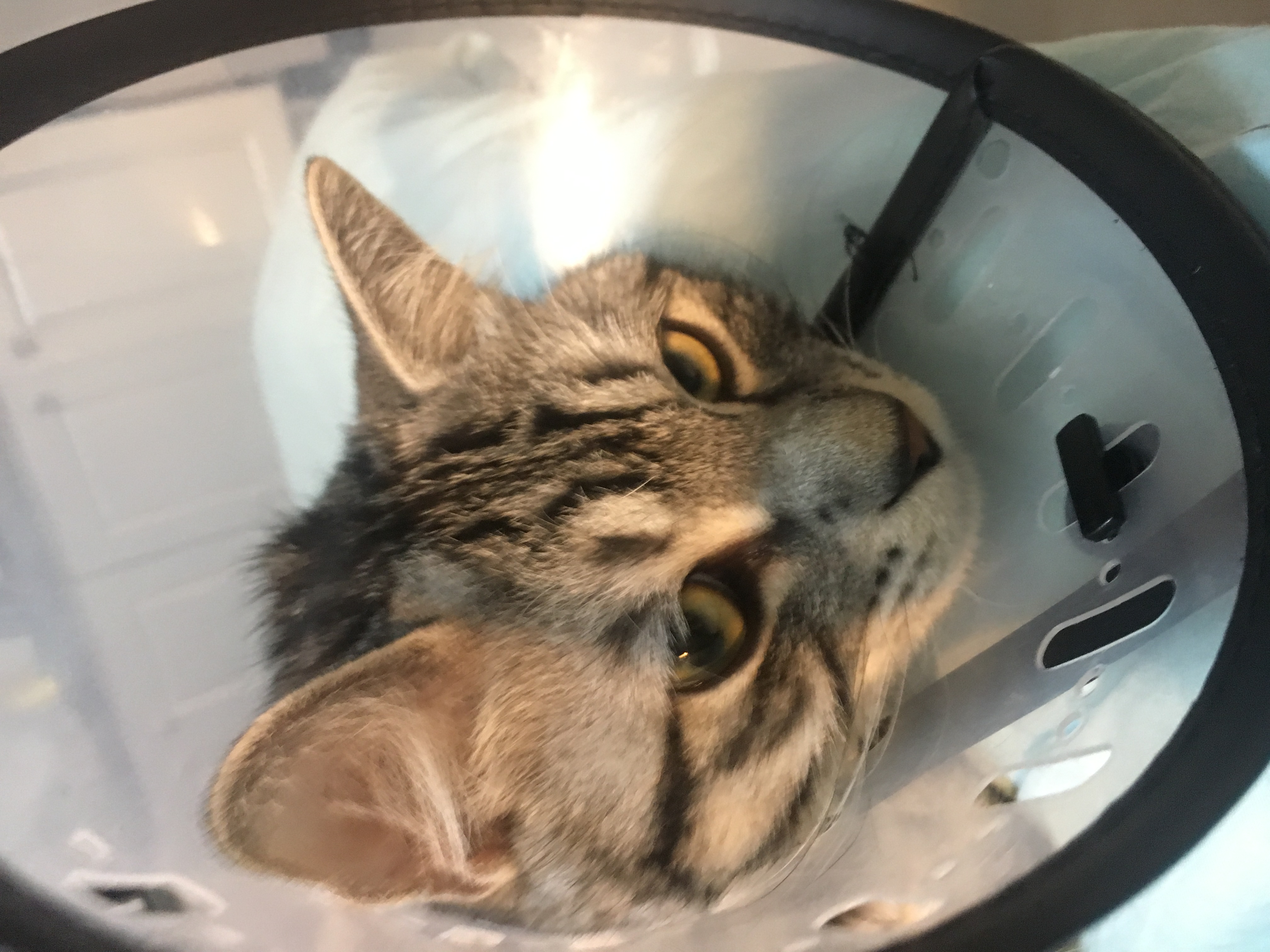 猫咪被“割蛋蛋”后,7天不理主人:如果重来,我会...