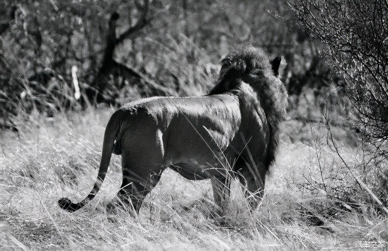 马赛人单挑非洲雄狮,狮子为啥惧怕马赛人