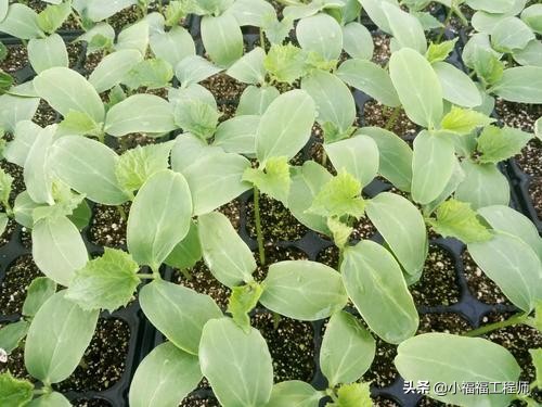 出芽不整齐,催芽一直没出芽怎么办