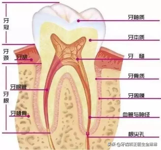 牙齿受伤了怎么补救,牙齿外伤后的正确处理方法