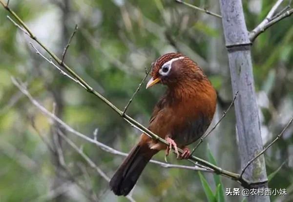 捡到的野鸟怎么驯服有效,刚入手的野鸟怎么驯化