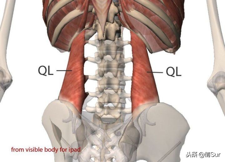 久坐族腰痛处理方法,久坐腰痛的缓解方法中医推拿