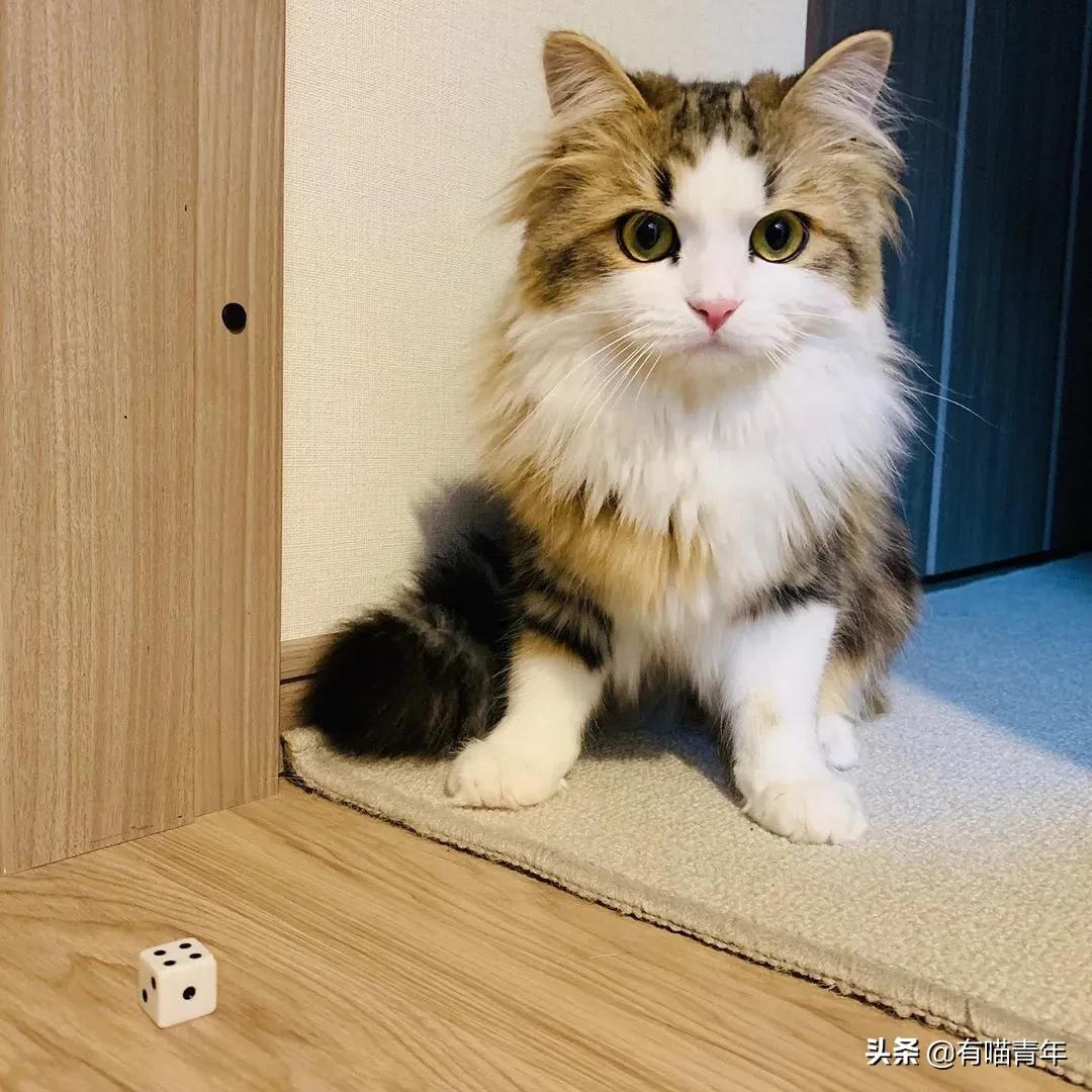 漂亮的三花猫欣赏,最迷人的三花猫