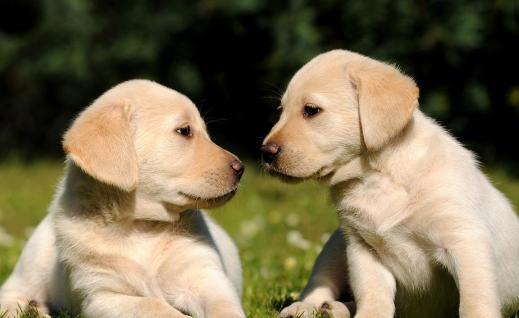 羊奶粉能给狗狗补充营养吗,羊奶粉对生病狗狗的好处和功效