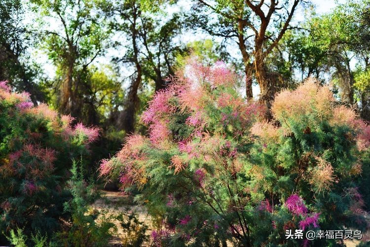 有了这攻略，自驾*藏西**游省心很多