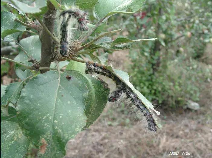 樱桃虫害防治绝招,樱桃虫害防治