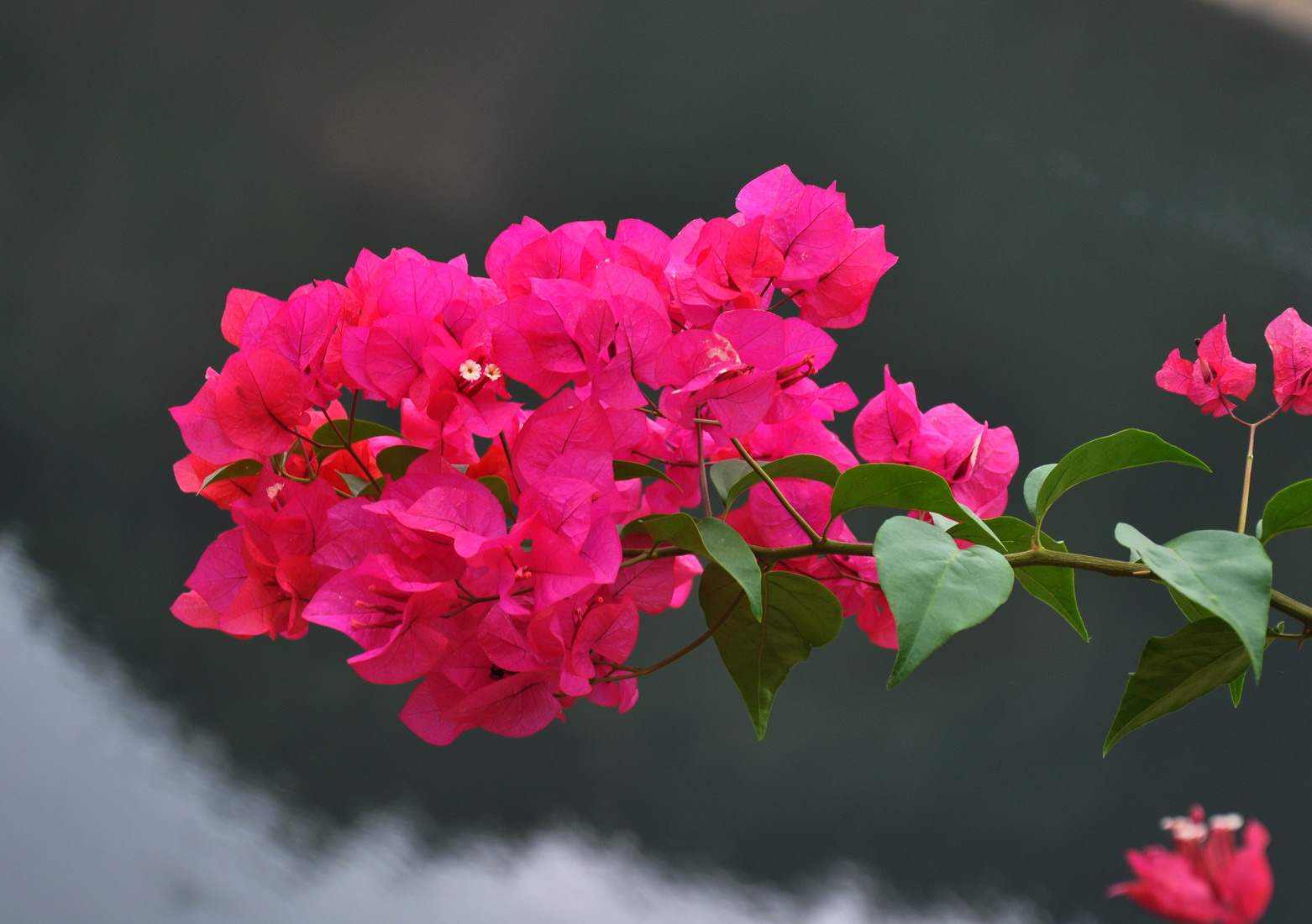 养花也要经历九九八十一难,养花的苦恼有哪些