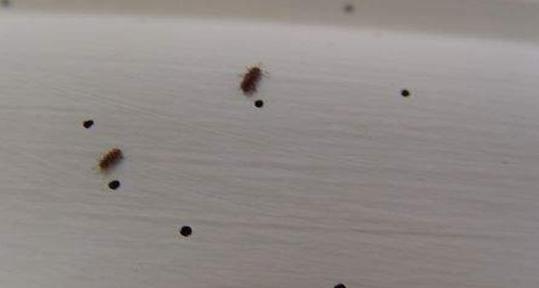 家里有跳蚤用跳蚤药管用吗,跳蚤止痒的方法小妙招