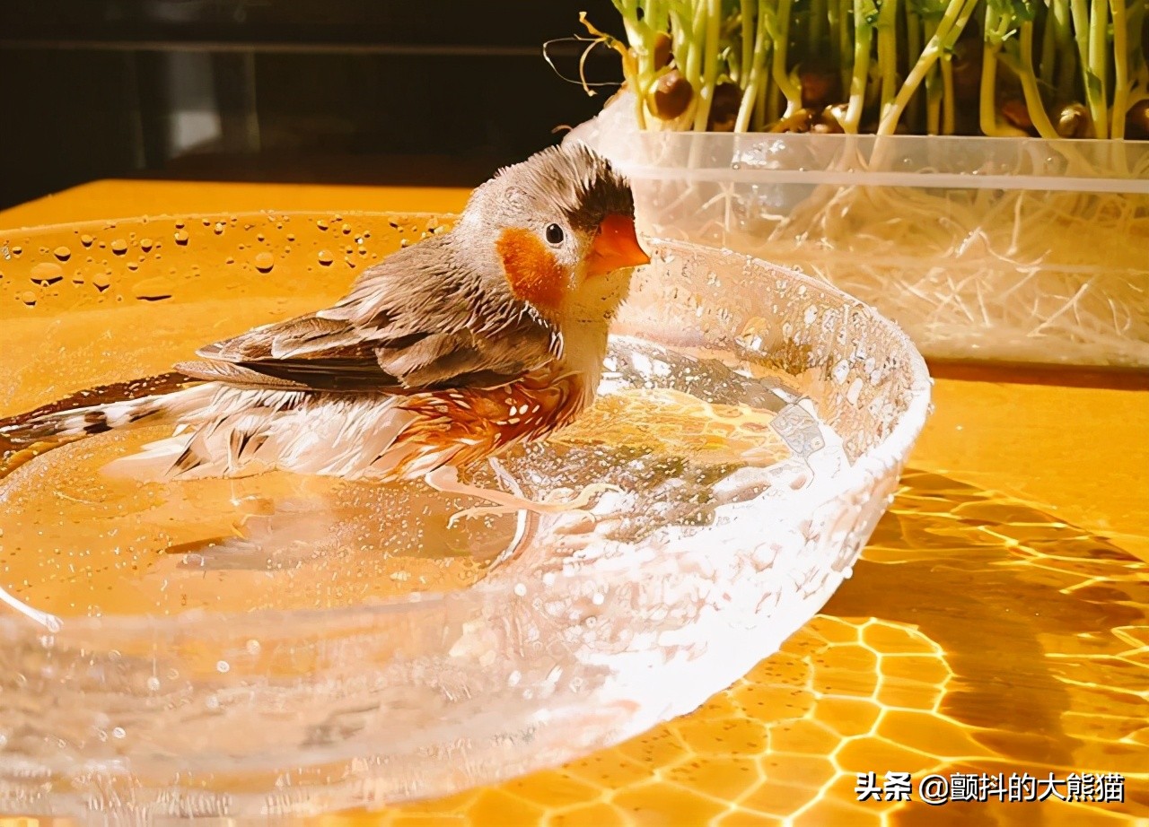 瓒呮不鎰堢殑灏忛笩,瓒呮不鎰堢殑灏忛笩瑙嗛