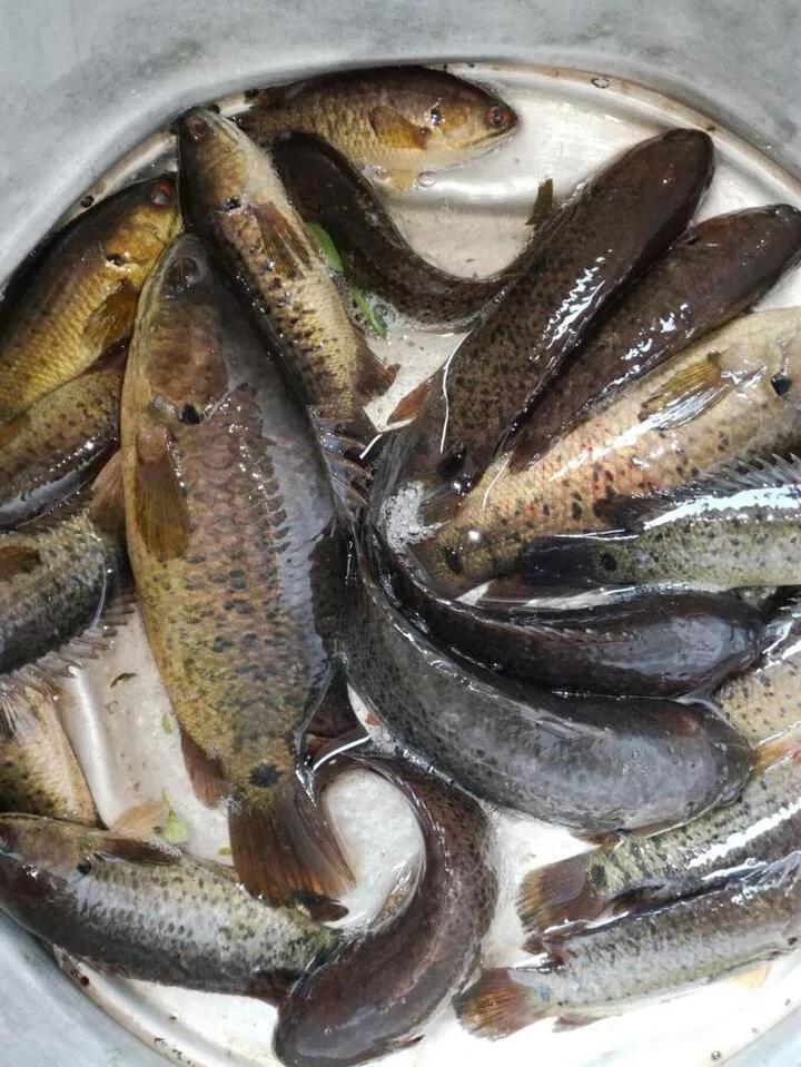 像石斑又像罗非的淡水鱼是什么鱼,淡水鱼长得像罗非一样长不大