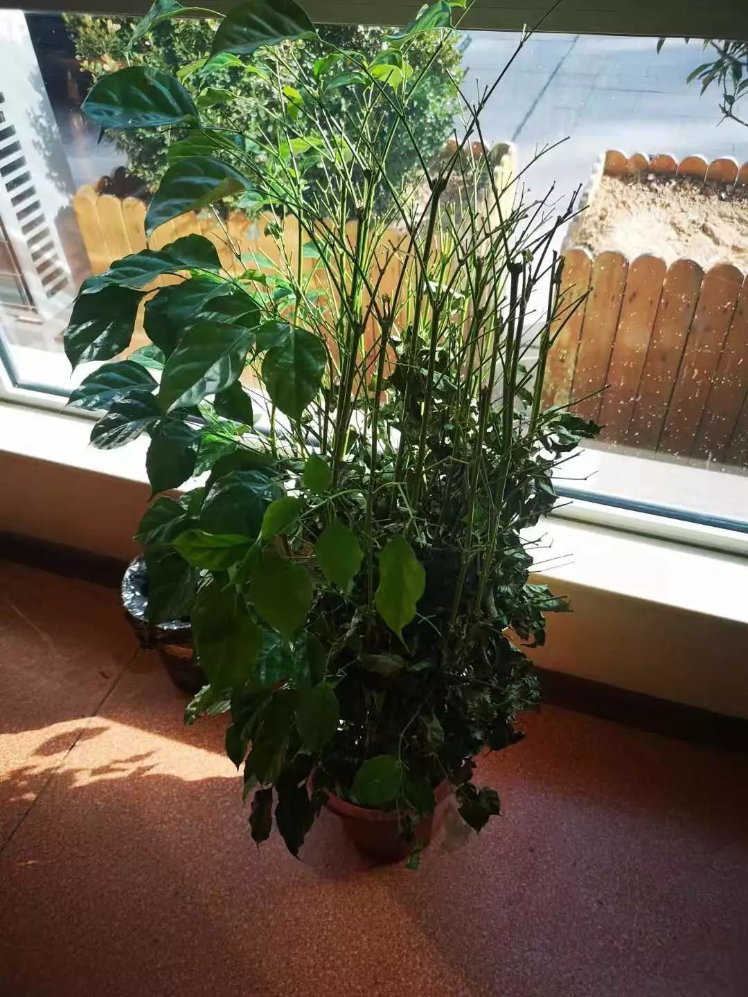 养花就怕土壤带菌！该怎么解决隐患？学会这3招，方便又实用