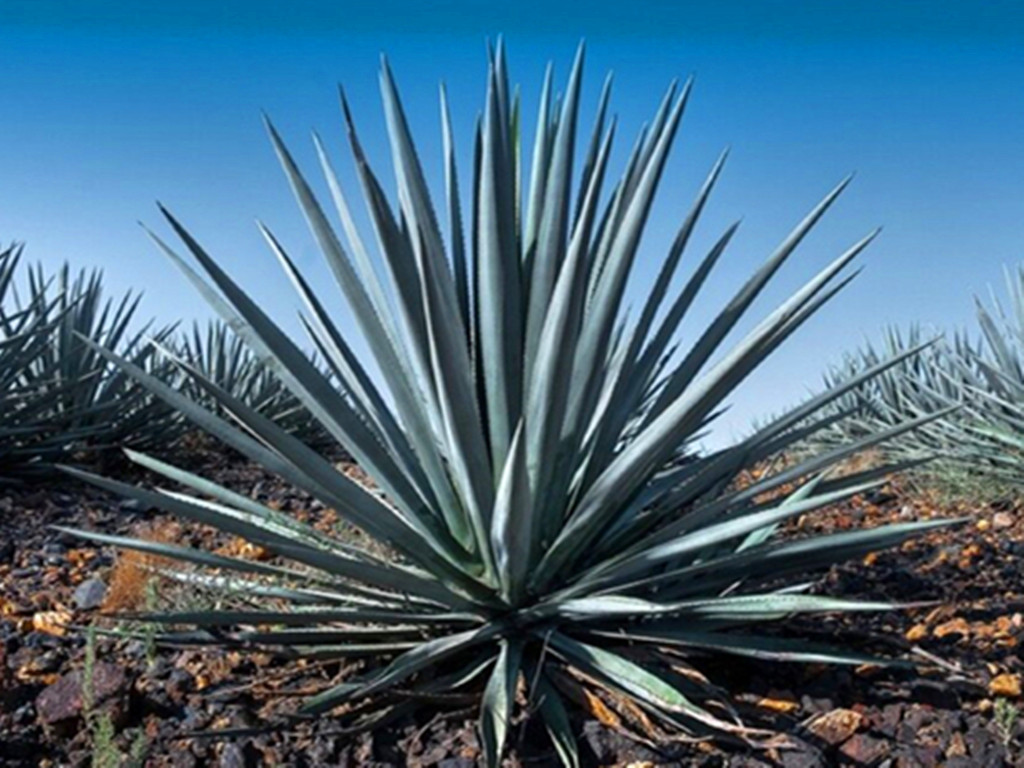 多肉能不能乱吃,所有多肉能吃吗