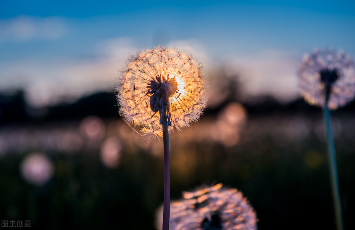 张爱玲最煽情诗句,张爱玲情感语录短视频