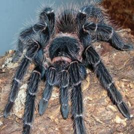 在野外奇形怪状的蜘蛛,各种宠物蜘蛛图片