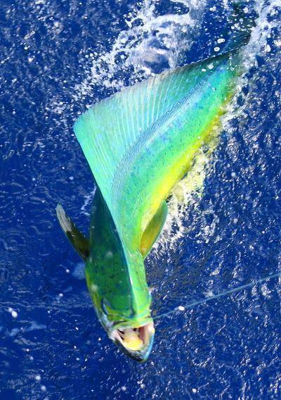 世界各地钓鱼爱好者,世界各地钓鱼的人