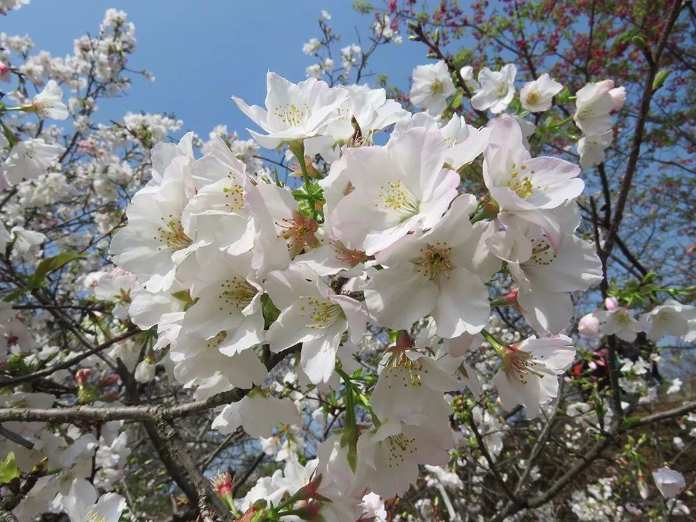 记录广州从化赏李花的美好时光,2022从化李花赏花期到几号最佳