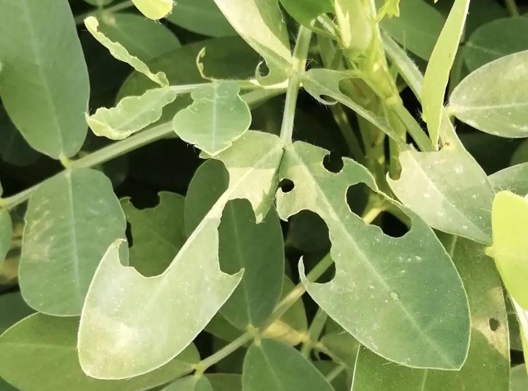 花生初花期虫害打什么药,花生虫害防治大全