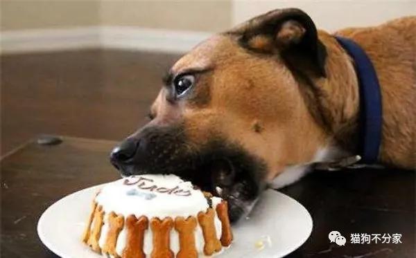 狗狗吃糖会蛀牙吗,狗狗不能吃哪些糖