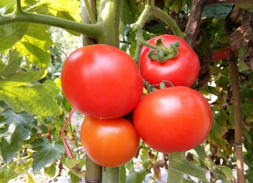 买西红柿时要小心“激素西红柿”，学会4个方法，轻松鉴别