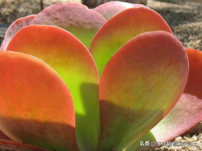 10种公认阳台露养的多肉,夏天阳台露养多肉