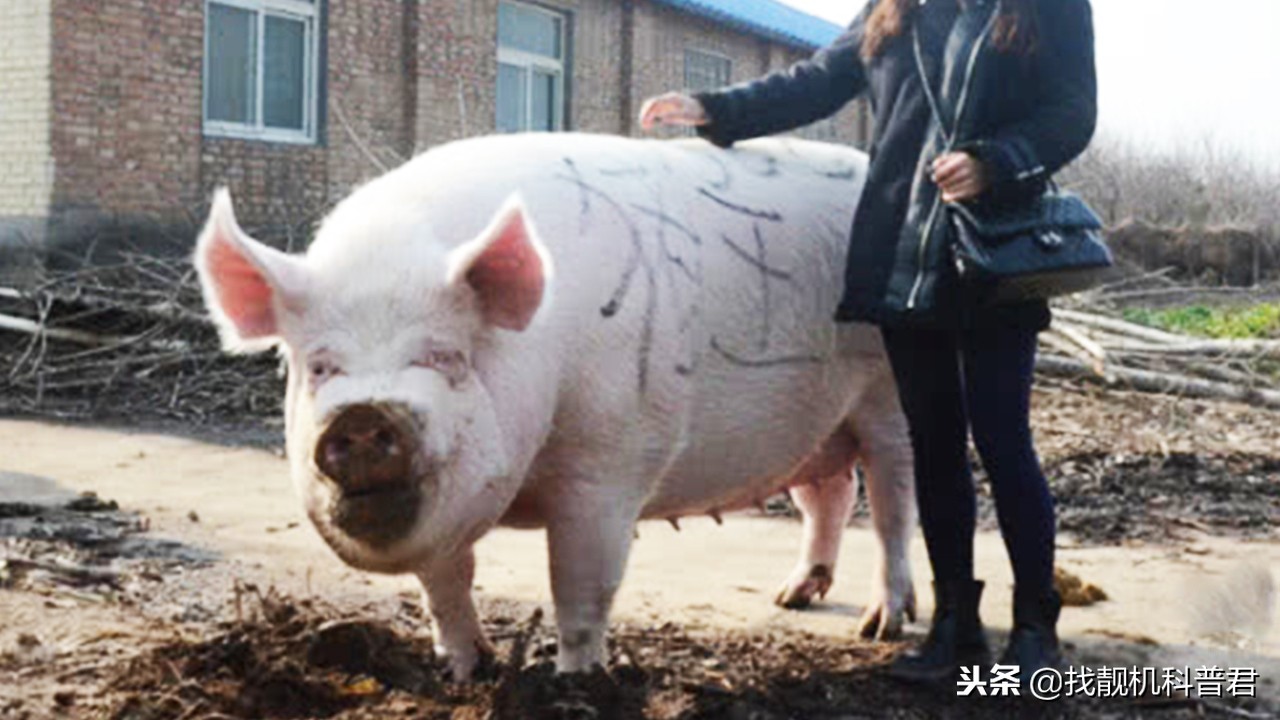 一头猪如果永远不杀会长多重,如果猪一辈子不杀究竟能长多大