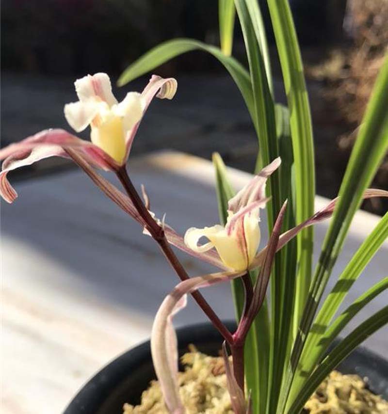 兰花药害和肥害有什么区别,兰花肥害的症状及解救方法