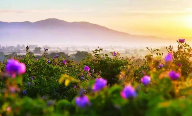 保加利亚经典玫瑰,保加利亚玫瑰什么样