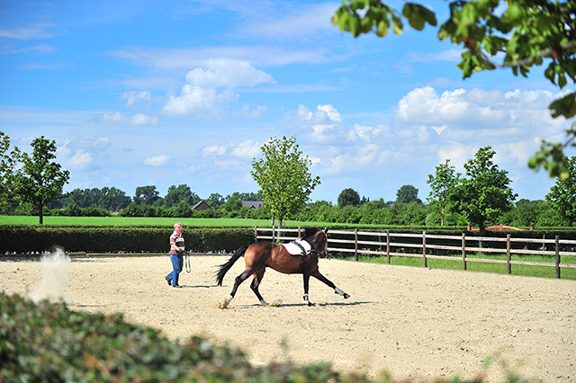 如何让马变得强壮,怎么训练马匹的伸长步伐