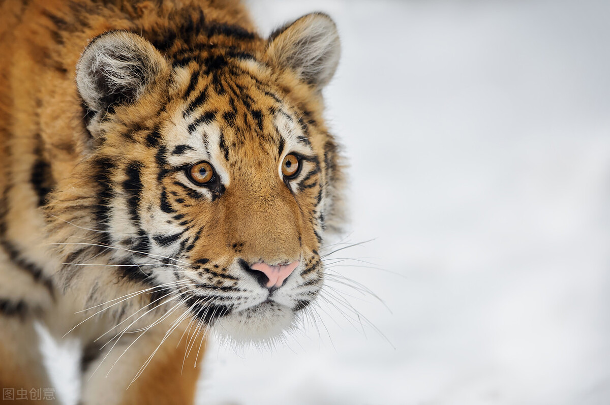 这只狗真神！凭着老虎的气味锲而不舍地追出了个猎虎*私走**团伙