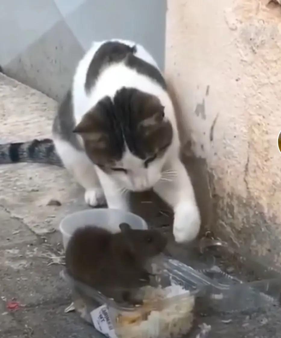 老虎偷小兔的故事,大灰狼偷小猫故事