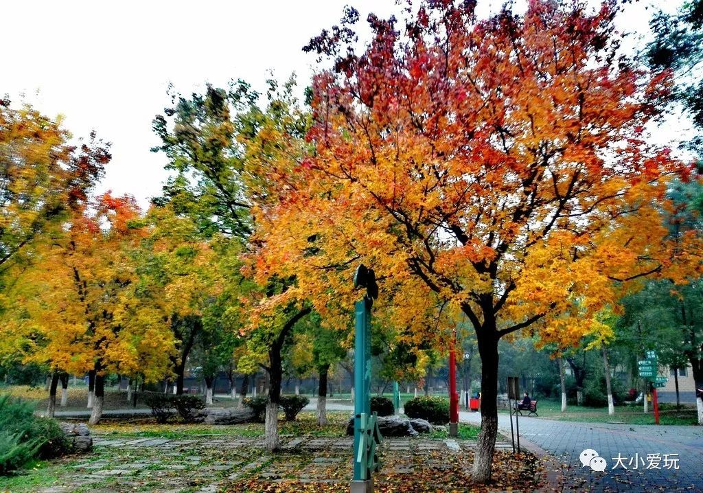 银杏北京打卡地,北京十大银杏观赏地图