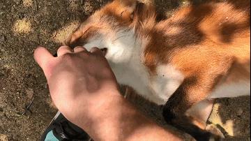 俄罗斯小哥救了兔狲,俄罗斯小哥救了只兔狲