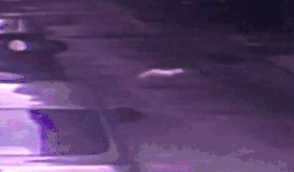 广东深圳高空坠狗事件,警方通报男子高空摔死狗