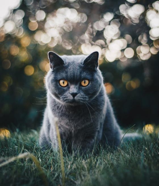 「喵喵」猫是黑夜猎手？No！猫是大近视一枚