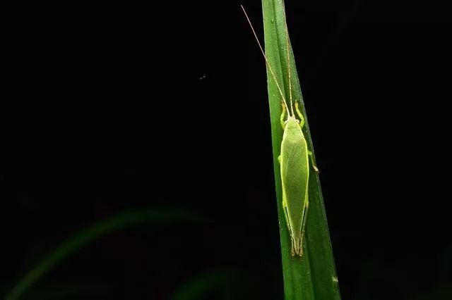 鸣虫界的“小提琴手”——绿*钟金**