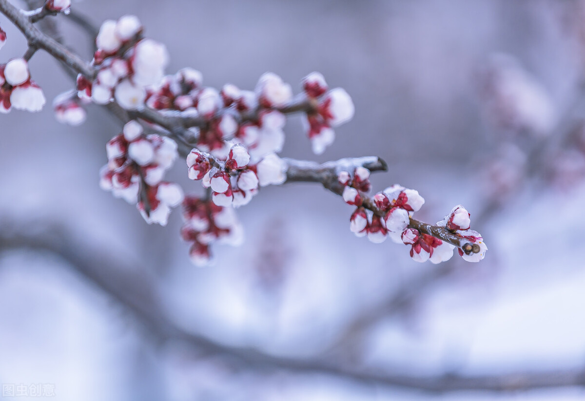 即将开花的十种植物,先长叶后开花的植物