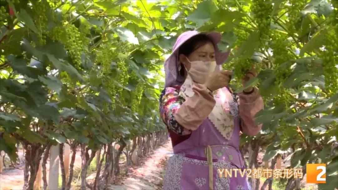 “去了两个月，差不多赚了3万块…”，揣着葡萄修剪技术，她们走南闯北、挣钱致富