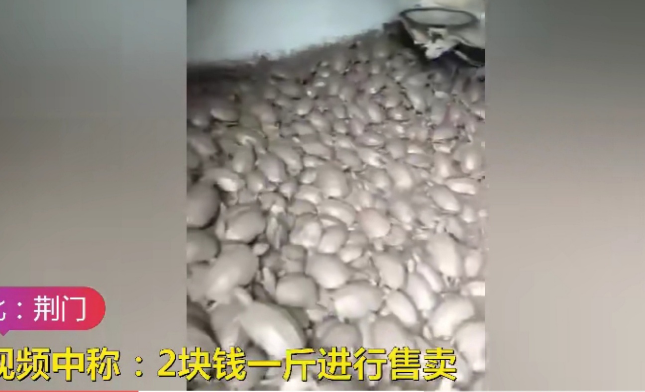 洪水侵袭,湖北荆门稻田里乌龟密密麻麻,当地老乡:发财了