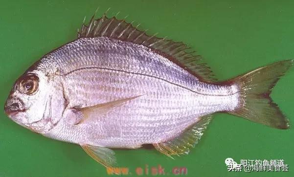 中国本土最便宜的鱼10种,哪些鱼档次又高又便宜