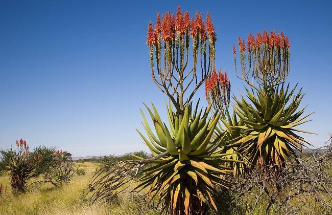 芦荟养护用什么肥料好,芦荟要开花了上什么肥料好