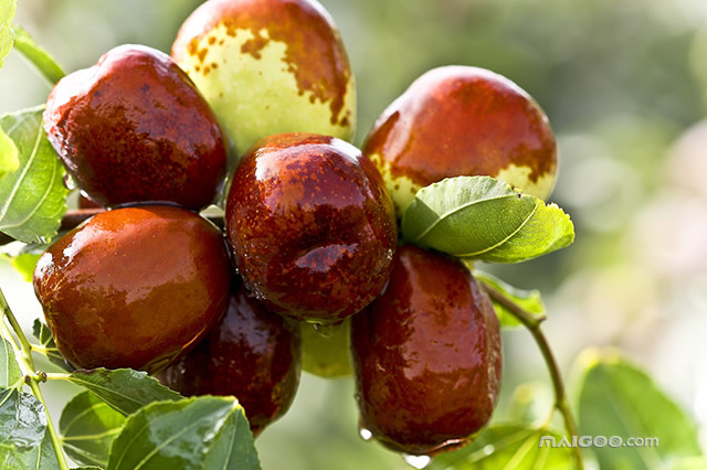 辽宁省哪的采摘园最好,十一辽宁采摘园有哪些地方