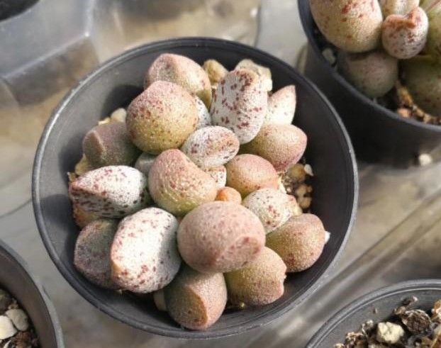 玛丽安泡泡多肉怎么养,玛丽安多肉水泡瘪了怎么办