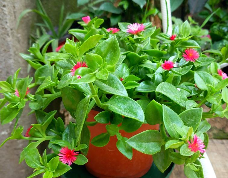 垂吊花卉品种直播,好看的吊兰绿植